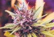 Recreational Marijuana State